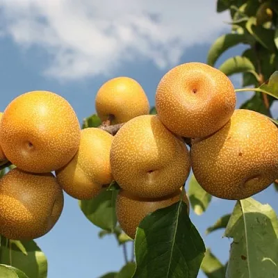 Груша азиатская  Груша азиатская в Ижевске