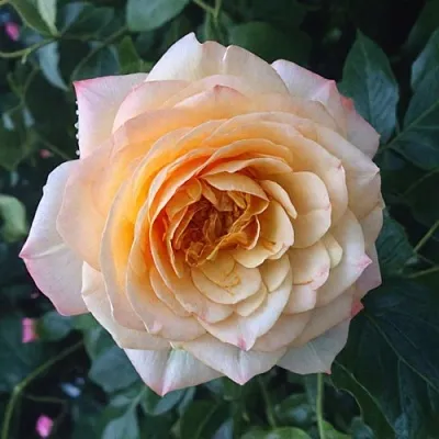 Саженцы роз АБЕЙ ДЕ СЕНТ-АМАН шраб  Саженцы роз АБЕЙ ДЕ СЕНТ-АМАН шраб в Ижевске