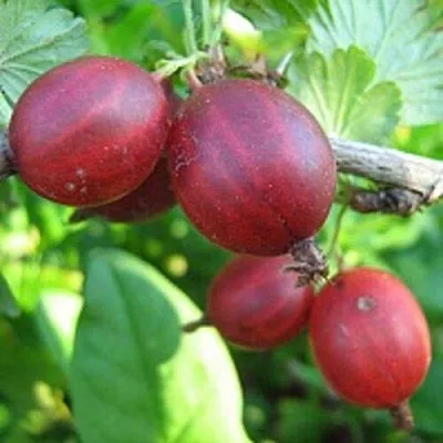 Крыжовник ЩЕДРЫЙ в Ижевске