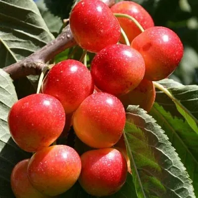 Черешня ГАСТИНЕЦ в Ижевске