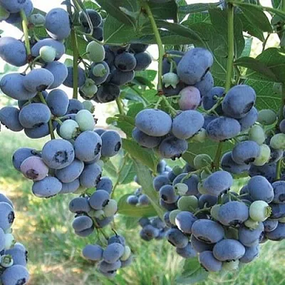 Голубика ЛИБЕРТИ  Голубика ЛИБЕРТИ в Ижевске