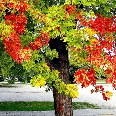 Клен в Ижевске