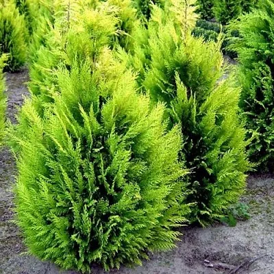 Кипарисовик ИВОНЕ лавсана в Ижевске