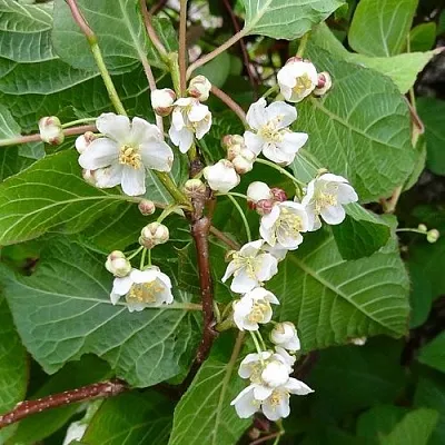 саженцы актинидии