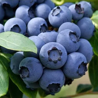 Голубика СПАРТАН  Голубика СПАРТАН в Ижевске