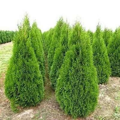 Туя СМАРАГД западная  Туя СМАРАГД западная в Ижевске