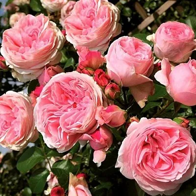 Саженцы роз ДЖАРДИНА плетистая  Саженцы роз ДЖАРДИНА плетистая в Ижевске