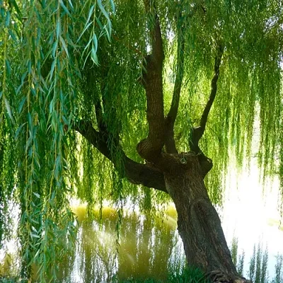 Ива в Ижевске