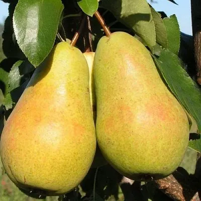 Груша ЧИЖОВСКАЯ  Груша ЧИЖОВСКАЯ в Ижевске