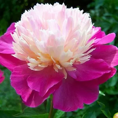 Пион ГЕЙ ПАРИ травянистый  Пион ГЕЙ ПАРИ травянистый в Ижевске