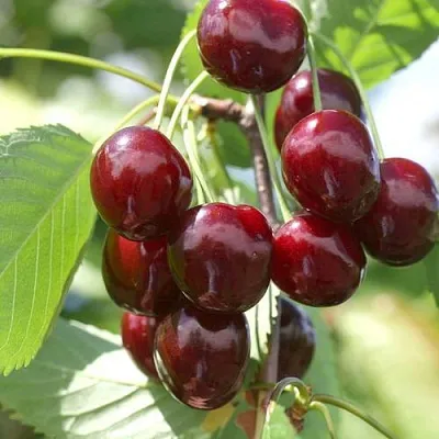 Черешня ОВСТУЖЕНКА в Ижевске