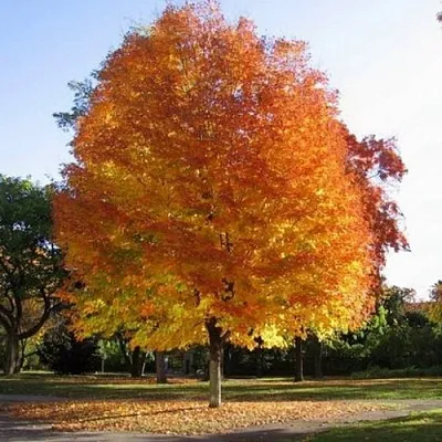 Клен серебристый в Ижевске