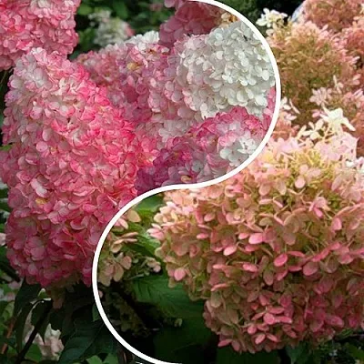 Комплект МАЛИНОВЫЙ ЗАКАТ в Ижевске