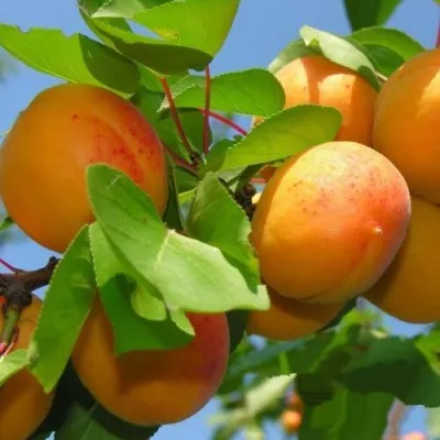 Абрикос КИЕВСКИЙ РАННИЙ в Ижевске