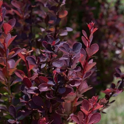 Барбарис ХЕЛМОНД ПИЛЛАР тунберга в Ижевске