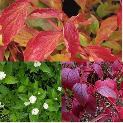 Комплект СЕВЕРНОЕ СИЯНИЕ в Ижевске