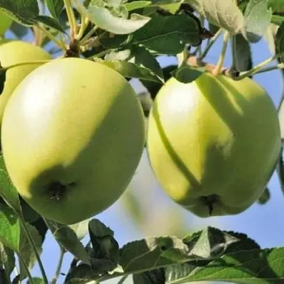 Яблоня САХАРНАЯ  Яблоня САХАРНАЯ в Ижевске