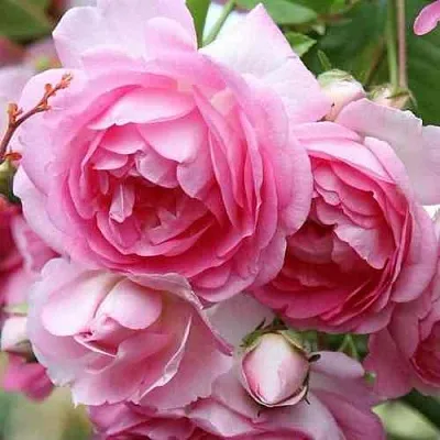 Саженцы роз ЖАСМИНА плетистая  Саженцы роз ЖАСМИНА плетистая в Ижевске