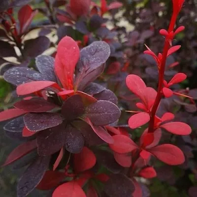 Барбарис РЕД ПИЛЛАР тунберга в Ижевске