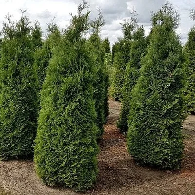 Туя ХОЛМСТРУП западная  Туя ХОЛМСТРУП западная в Ижевске