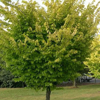 Вяз обыкновенный  Вяз обыкновенный в Ижевске
