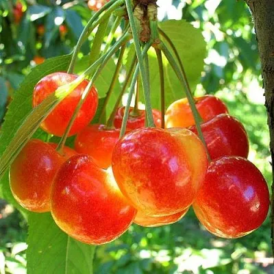 Черешня КРАСАВИЦА