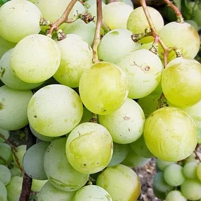 Виноград КЕША МУСКАТ в Ижевске