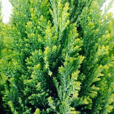 Кипарисовик в Ижевске