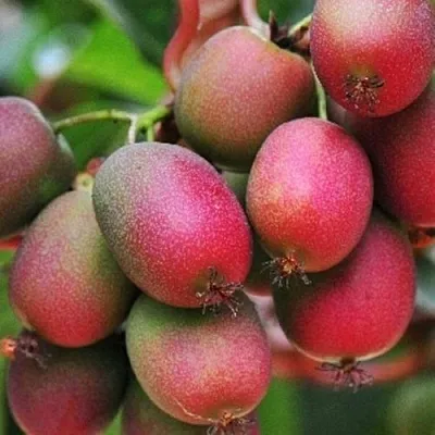 Актинидия ВЕЙКИ аргута в Ижевске