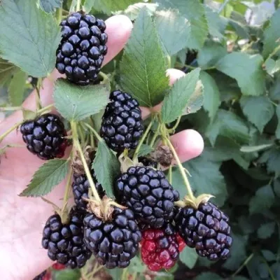 Ежевика ОУАЧИТА бесшипная — описание сорта Ежевика ОУАЧИТА бесшипная в Ижевске