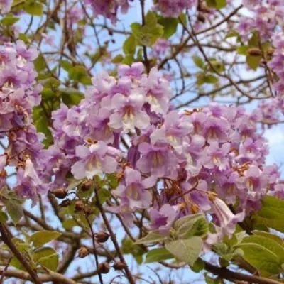 Павлония ПАО ТОГН Z07 в Ижевске