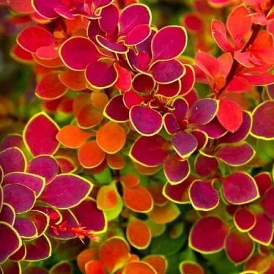 Барбарис ОРАНЖ САНРАЙЗ тунберга в Ижевске