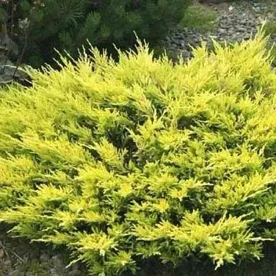 Можжевельник ЛАЙМ ГЛОУ горизонтальный в Ижевске