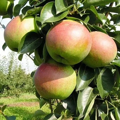 Груша КУПАЛА  Груша КУПАЛА в Ижевске