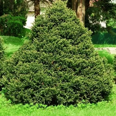 Ель ОЛЕНДОРФИ обыкновенная в Ижевске