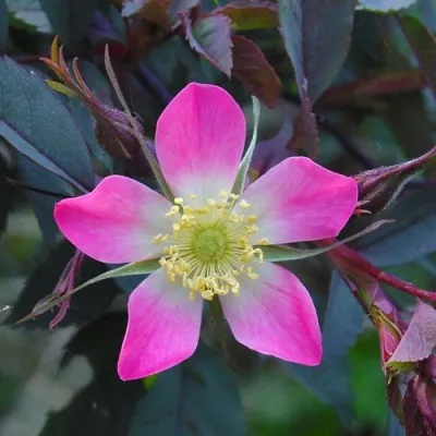 Саженцы роз сизая — описание сорта Саженцы роз сизая в Ижевске