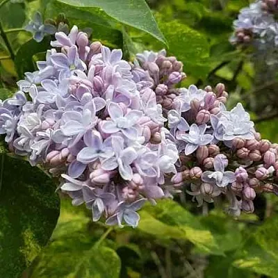 Сирень АУКУБАФОЛИЯ  Сирень АУКУБАФОЛИЯ в Ижевске