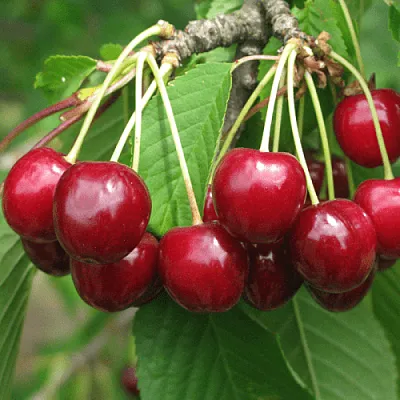 Черешня ГРОНКОВАЯ в Ижевске