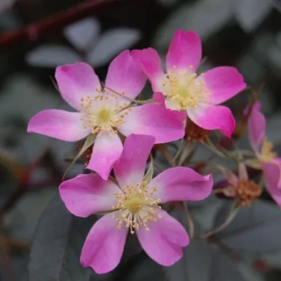 Саженцы роз сизая — описание сорта Саженцы роз сизая в Ижевске