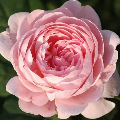 Саженцы роз КУИН ОФ СУИДЕН английская  Саженцы роз КУИН ОФ СУИДЕН английская в Ижевске