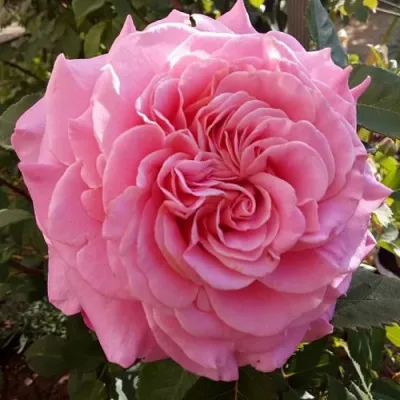 Саженцы роз ЭШЛИ чайно-гибридная — описание сорта Саженцы роз ЭШЛИ чайно-гибридная в Ижевске