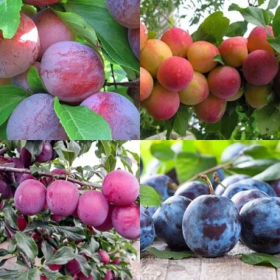 Комплект СЛИВОВЫЙ САД в Ижевске