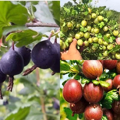 Комплект КРЫЖОВНИК MIX в Ижевске