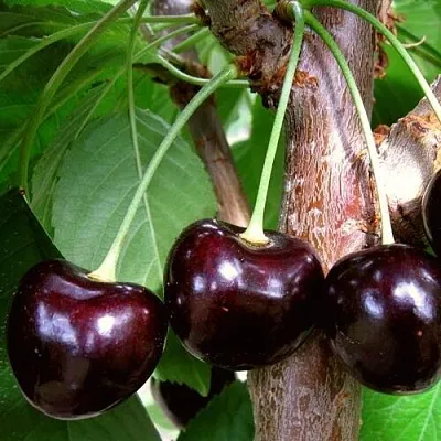 Черешня ДОНЕЦКИЙ УГОЛЁК в Ижевске