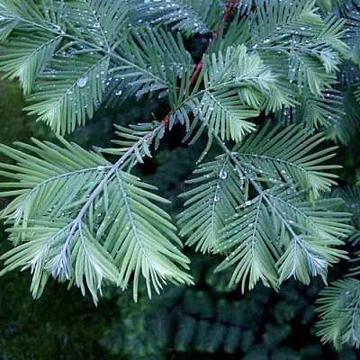 Метасеквойя в Ижевске