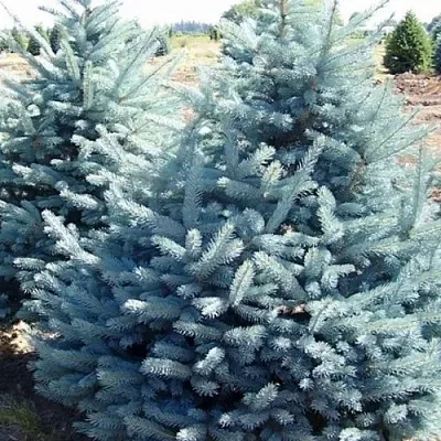 Ель ГЛАУКА колючая в Ижевске