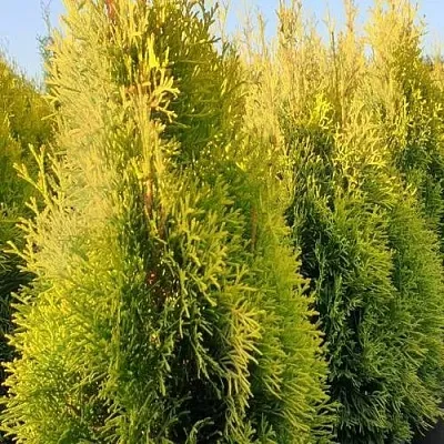 Туя ГОЛДЕН СМАРАГД западная  Туя ГОЛДЕН СМАРАГД западная в Ижевске