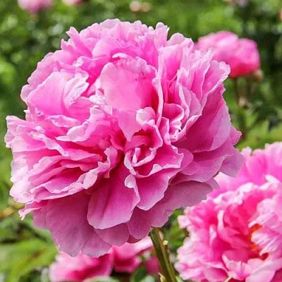 Пион АЛЕКСАНДР ФЛЕМИНГ травянистый  Пион АЛЕКСАНДР ФЛЕМИНГ травянистый в Ижевске