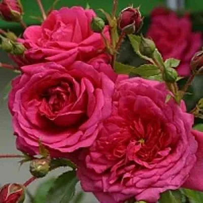 Саженцы роз ЛАГУНА плетистая  Саженцы роз ЛАГУНА плетистая в Ижевске