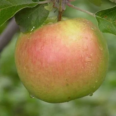 Яблоня БРЯНСКОЕ ЗОЛОТИСТОЕ  Яблоня БРЯНСКОЕ ЗОЛОТИСТОЕ в Ижевске